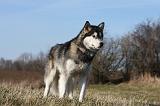 ALASKAN MALAMUTE 794
